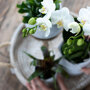 Amabilis orchidee wit
